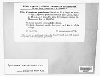 Cystodermella granulosa image